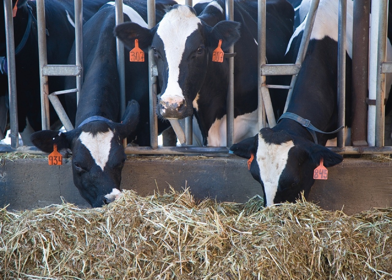 Dairy Farm Concrete Flooring Paint