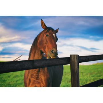 Bird Brand Stud Fence Stain